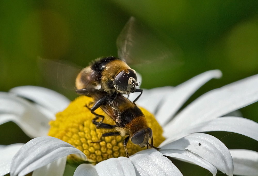 Schwebfliegenpaarung