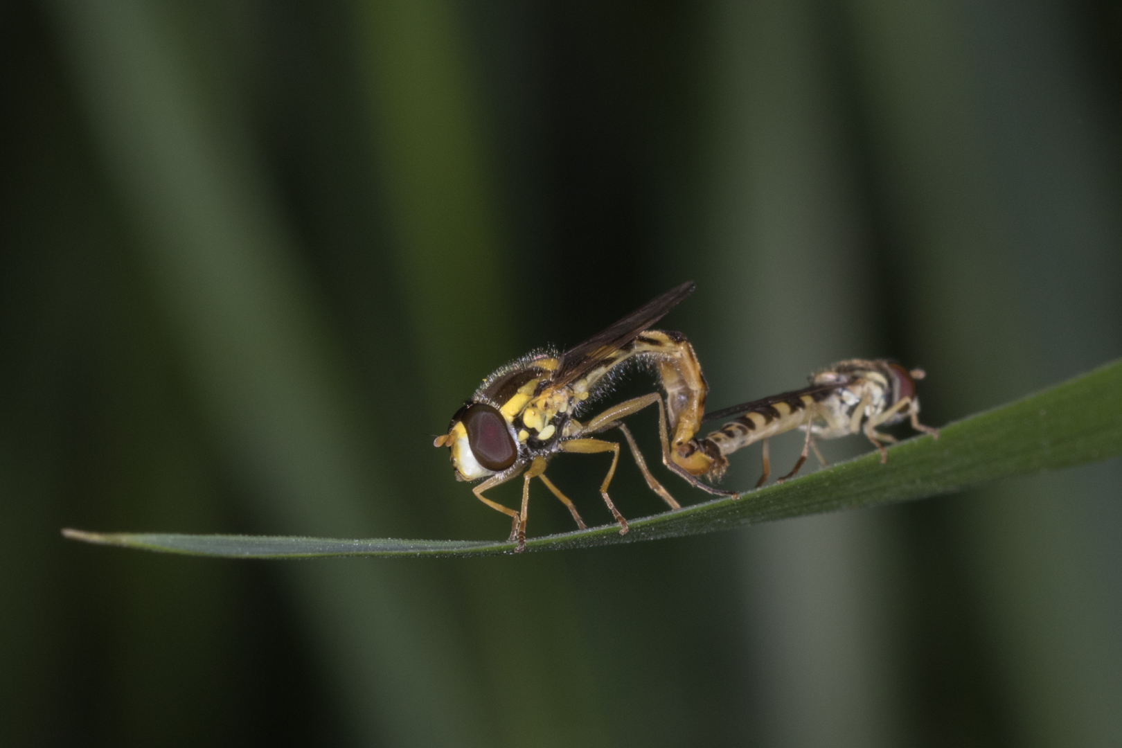 Schwebfliegenpaarung