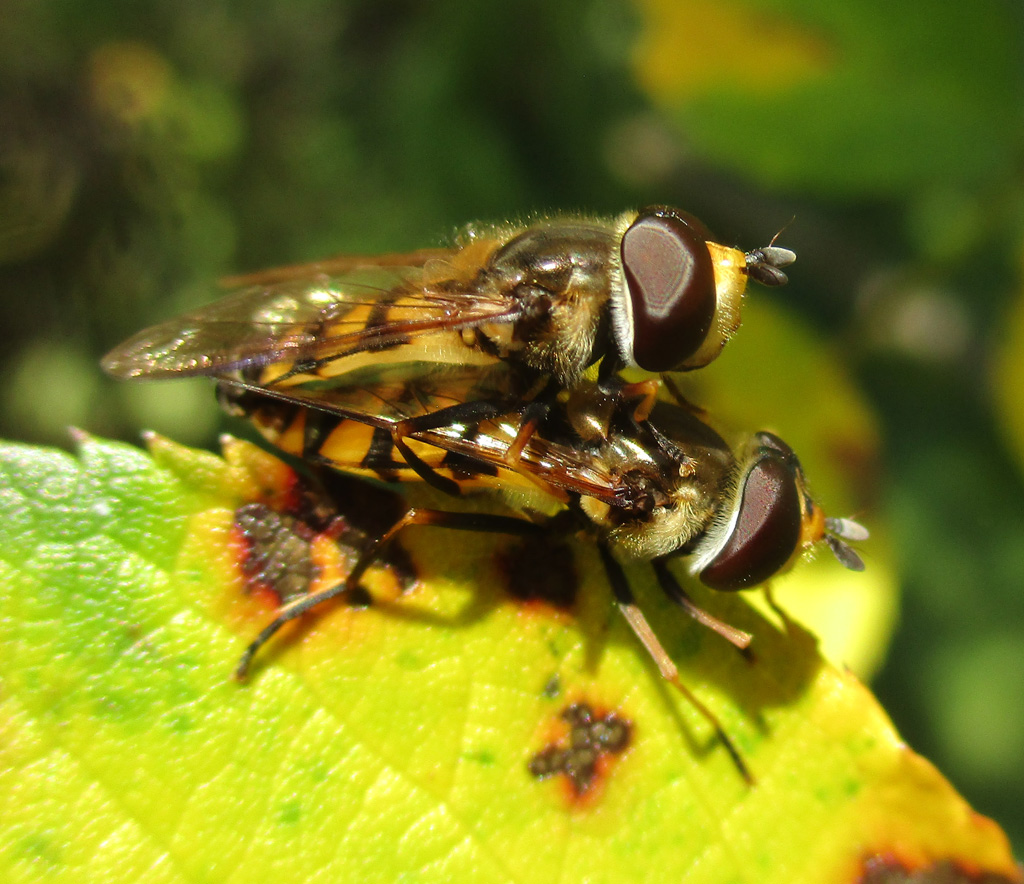 Schwebfliegenpaarung 