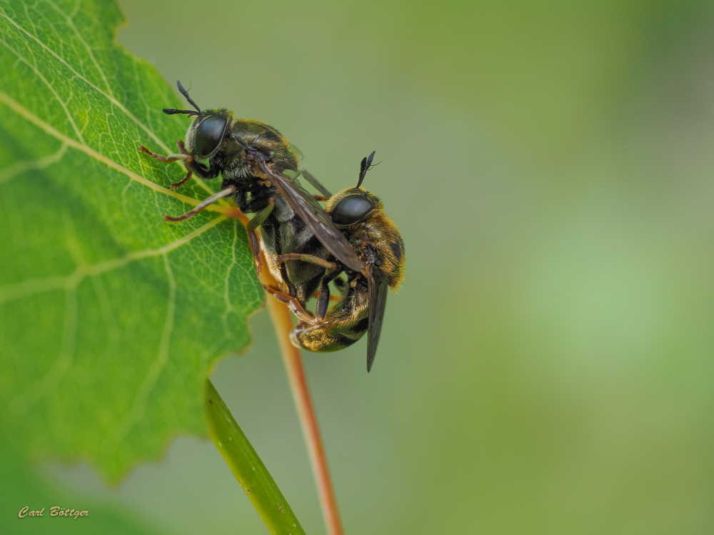 Schwebfliegenpaarung - Microdon devius