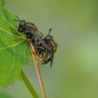 Schwebfliegenpaarung - Microdon devius