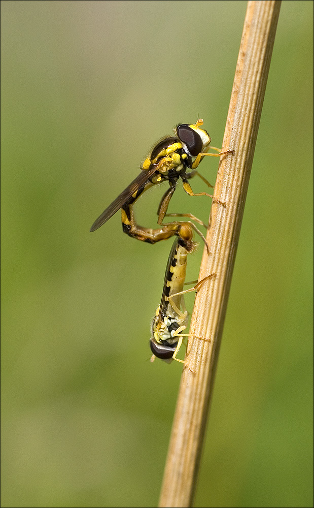 Schwebfliegenpärchen ;-)