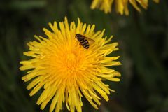 Schwebfliegenparkplatz