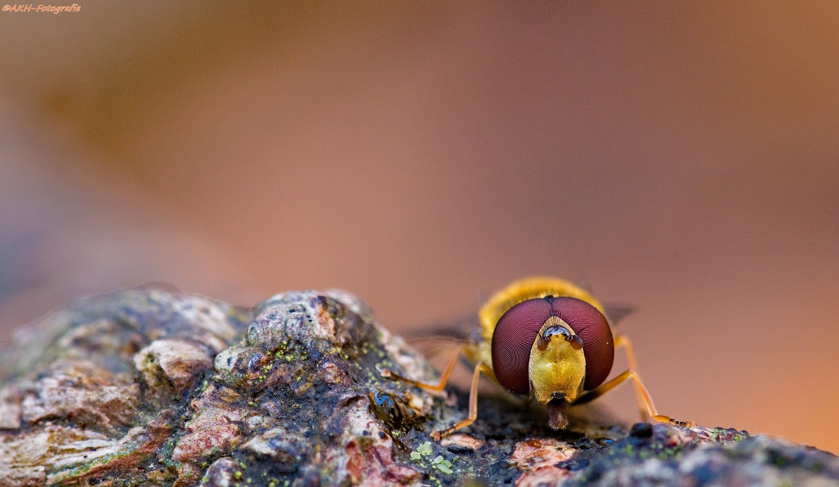 Schwebfliegenportrait