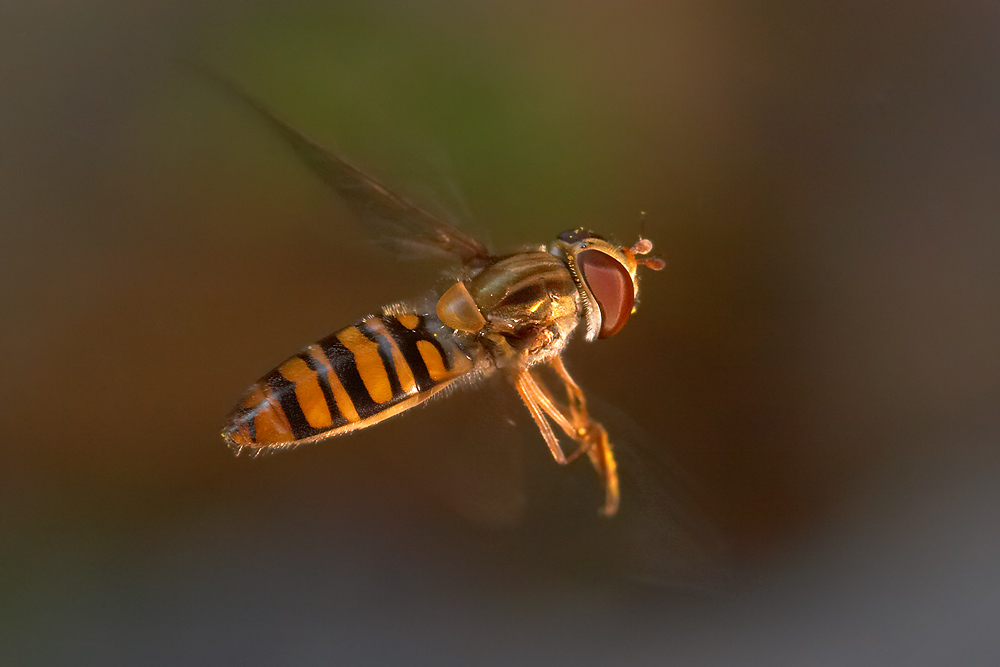 Schwebfliegenserie, Teil III