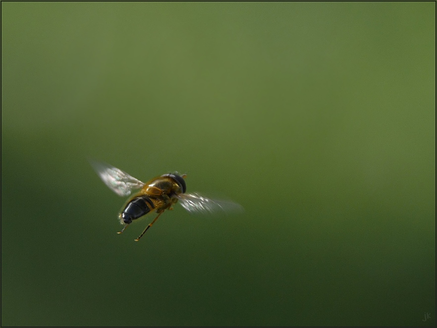 schwebfliegenshooting... [2]