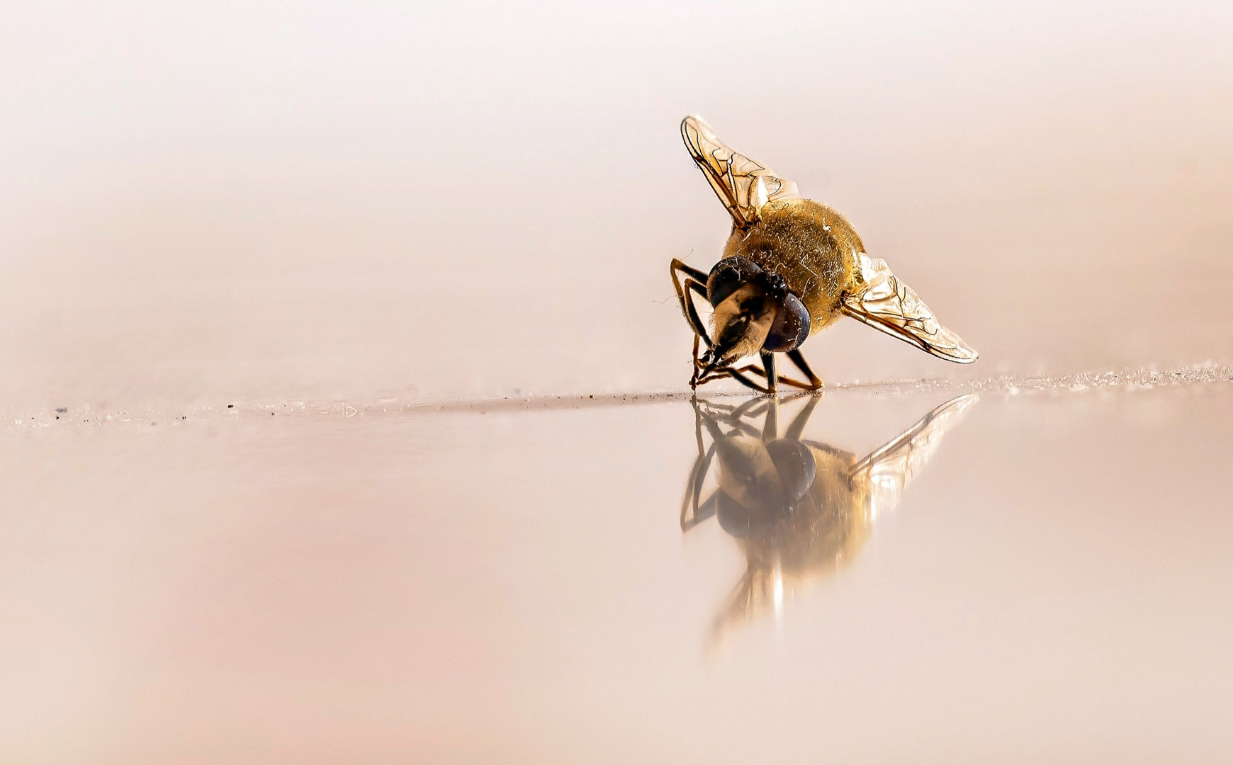 Schwebfliegenspiegelung