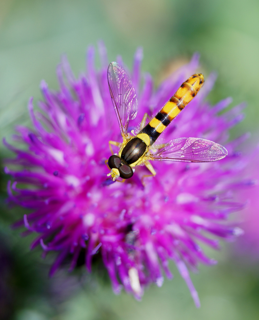 Schwebflieger