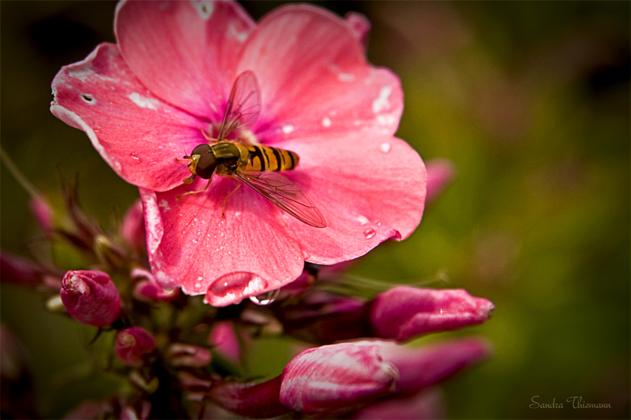 Schwebfliege....summ,summ