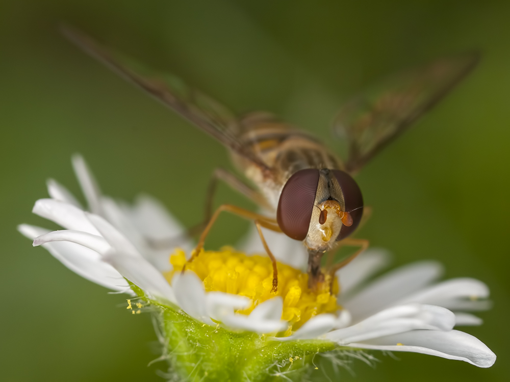 Schwebflige auf Gänseblümchen