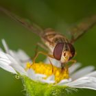 Schwebflige auf Gänseblümchen