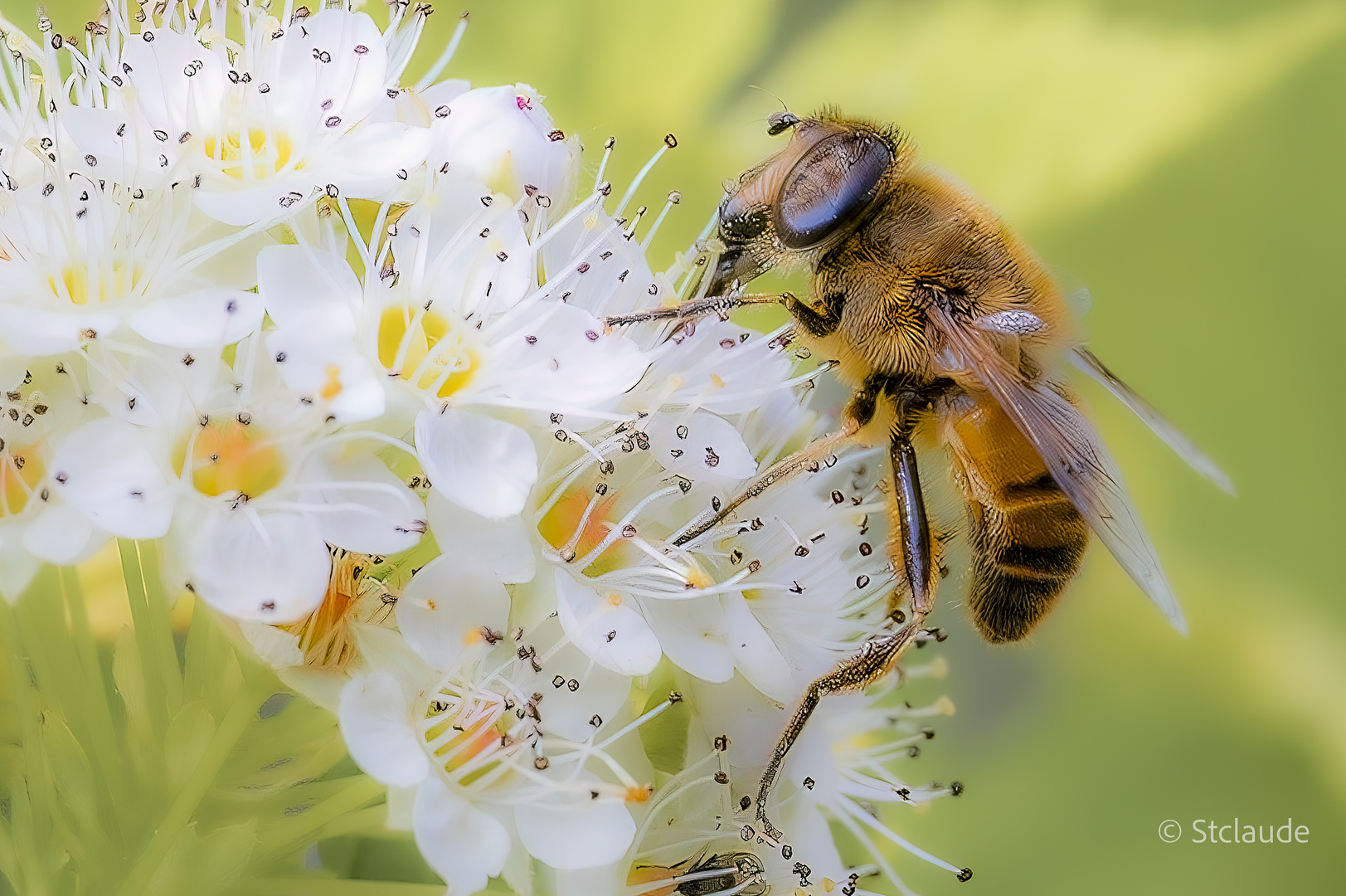 Schwebfliiege