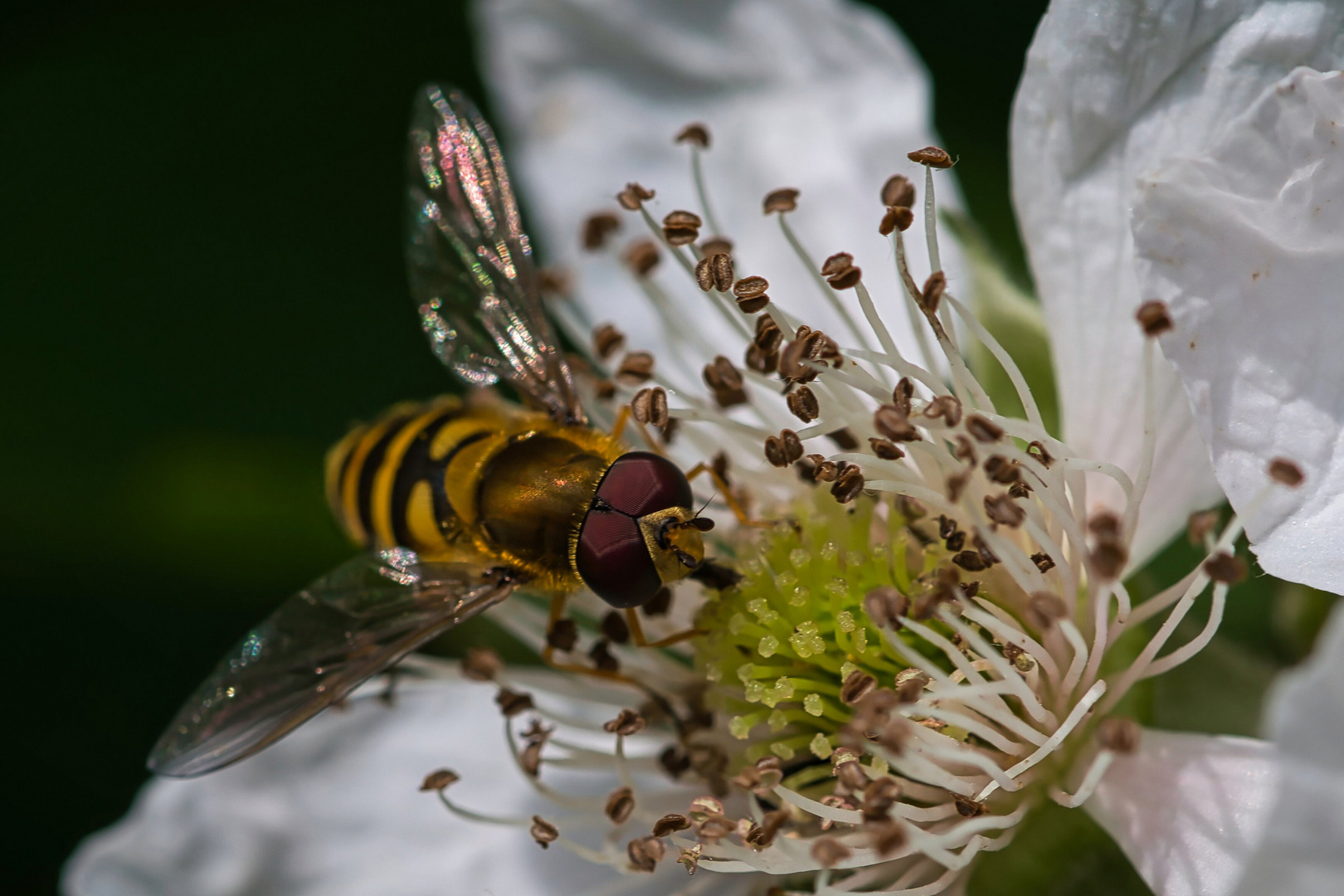 Schwebi an der Brombeere