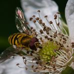 Schwebi an der Brombeere