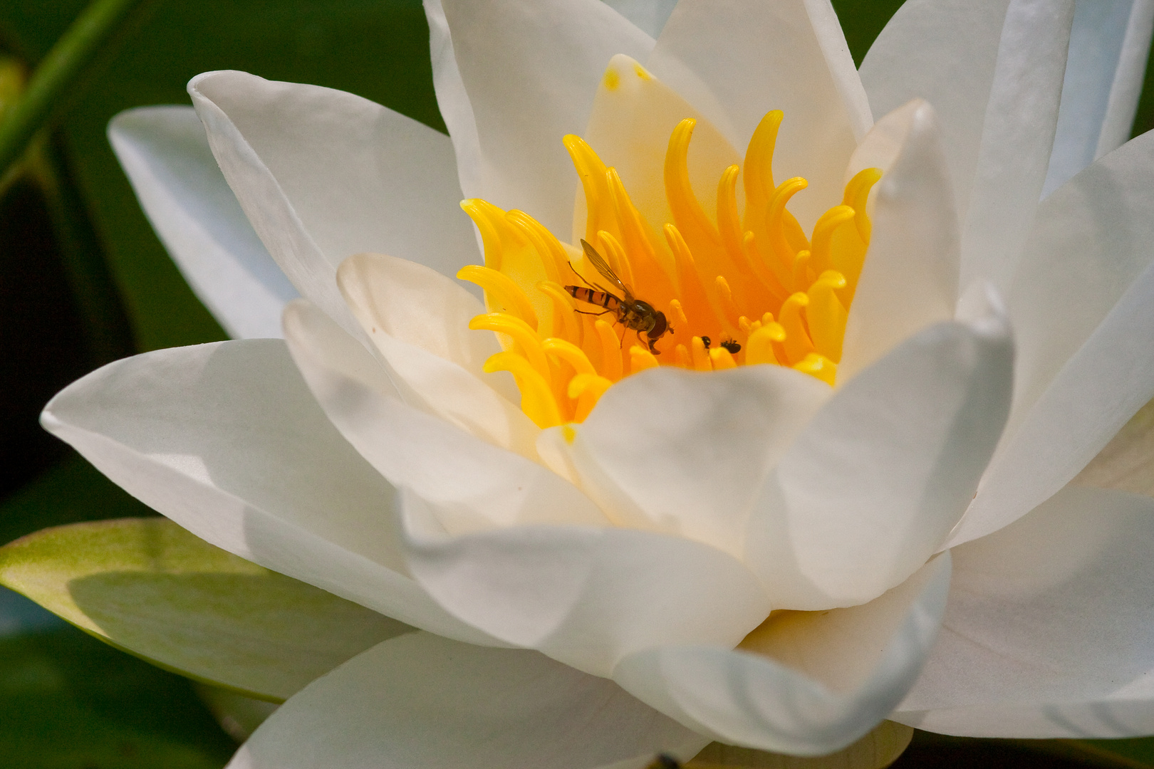 Schwebi an der Seerosenblüte