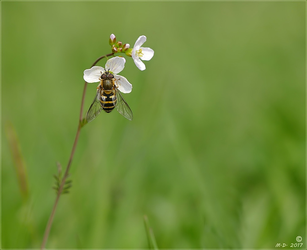 Schwebi an Wiesenschaumkraut.