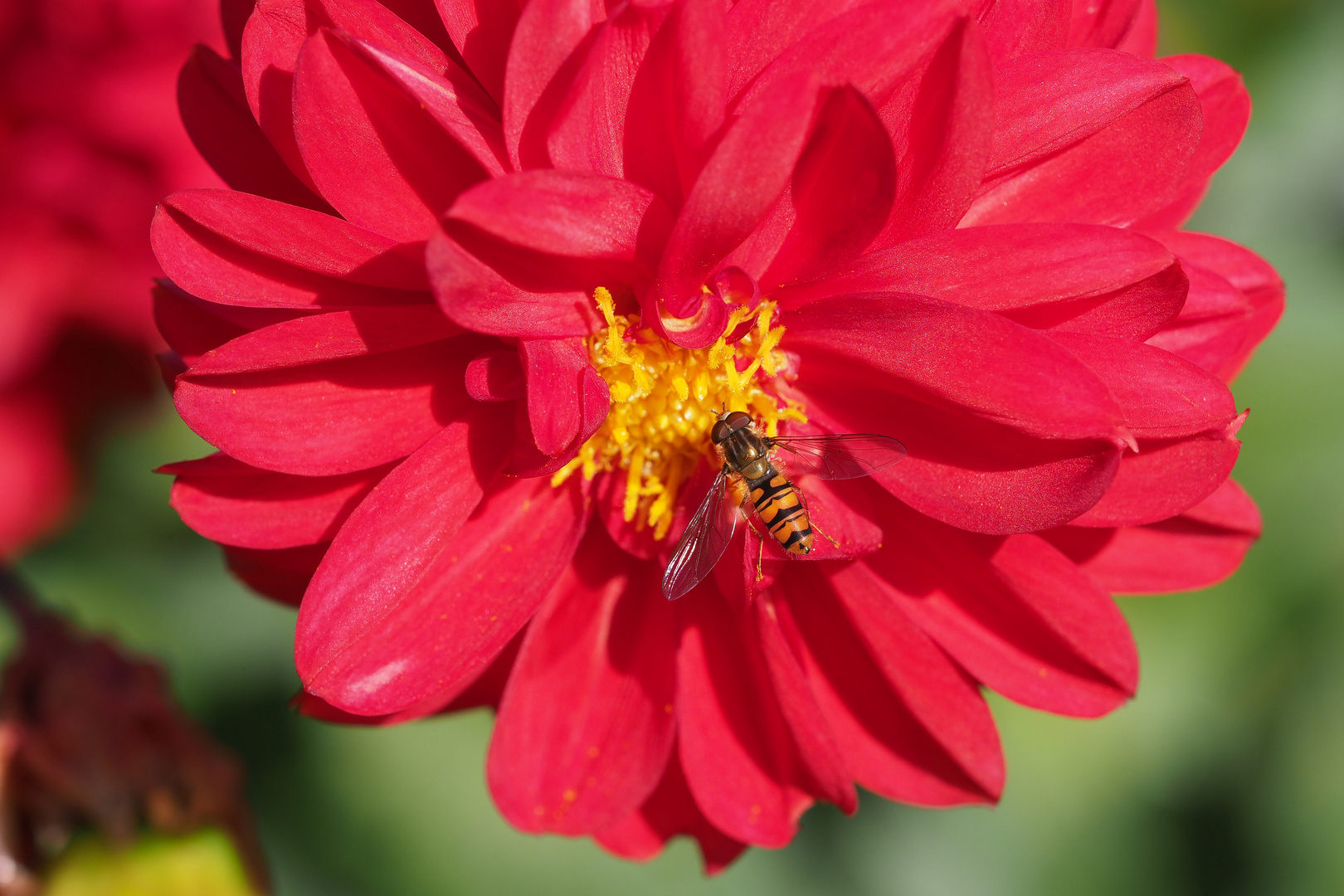 schwebi auf blüte