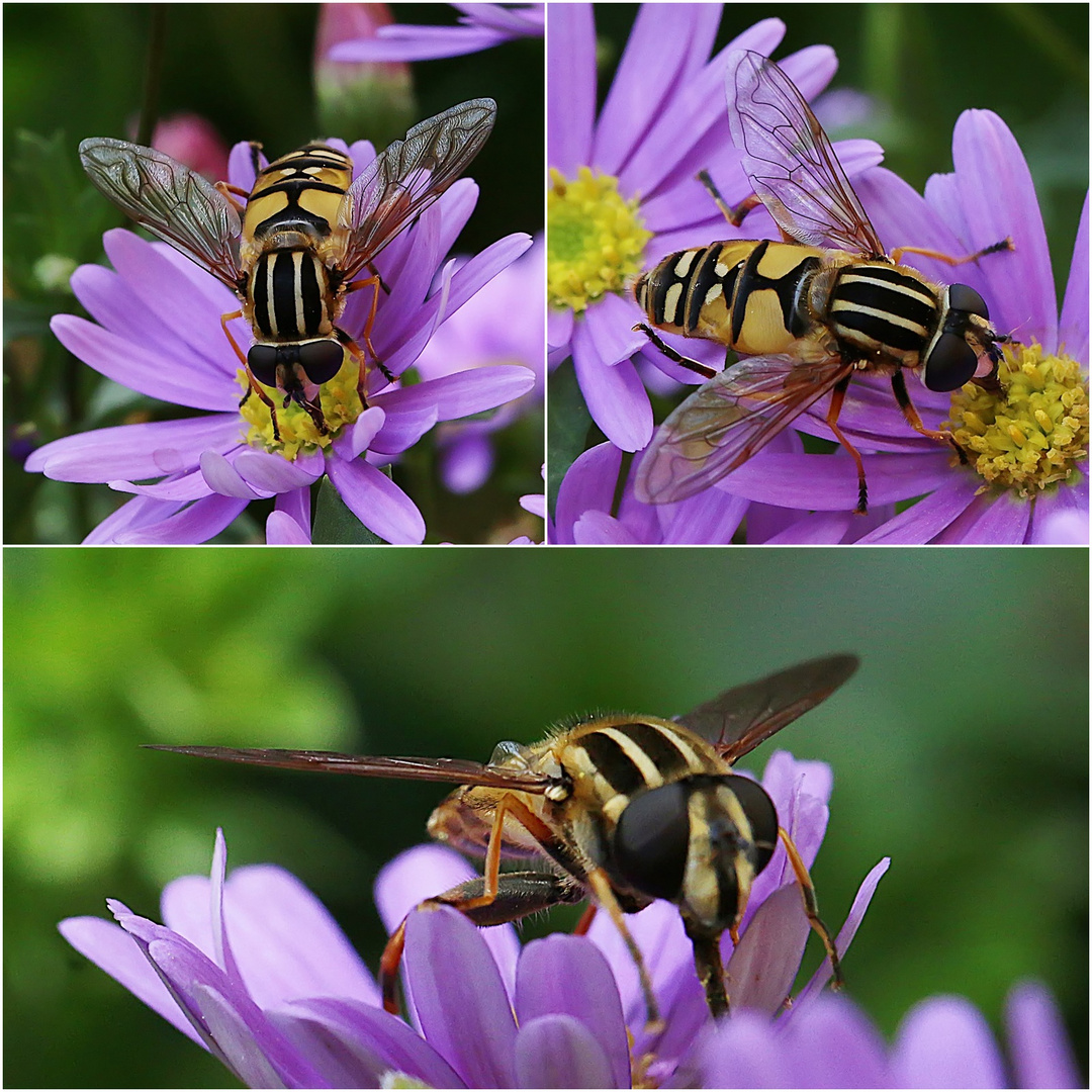  Schwebi auf der Blüte