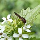 Schwebi auf der Knoblauchrauke...