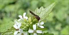 Schwebi auf der Knoblauchrauke...