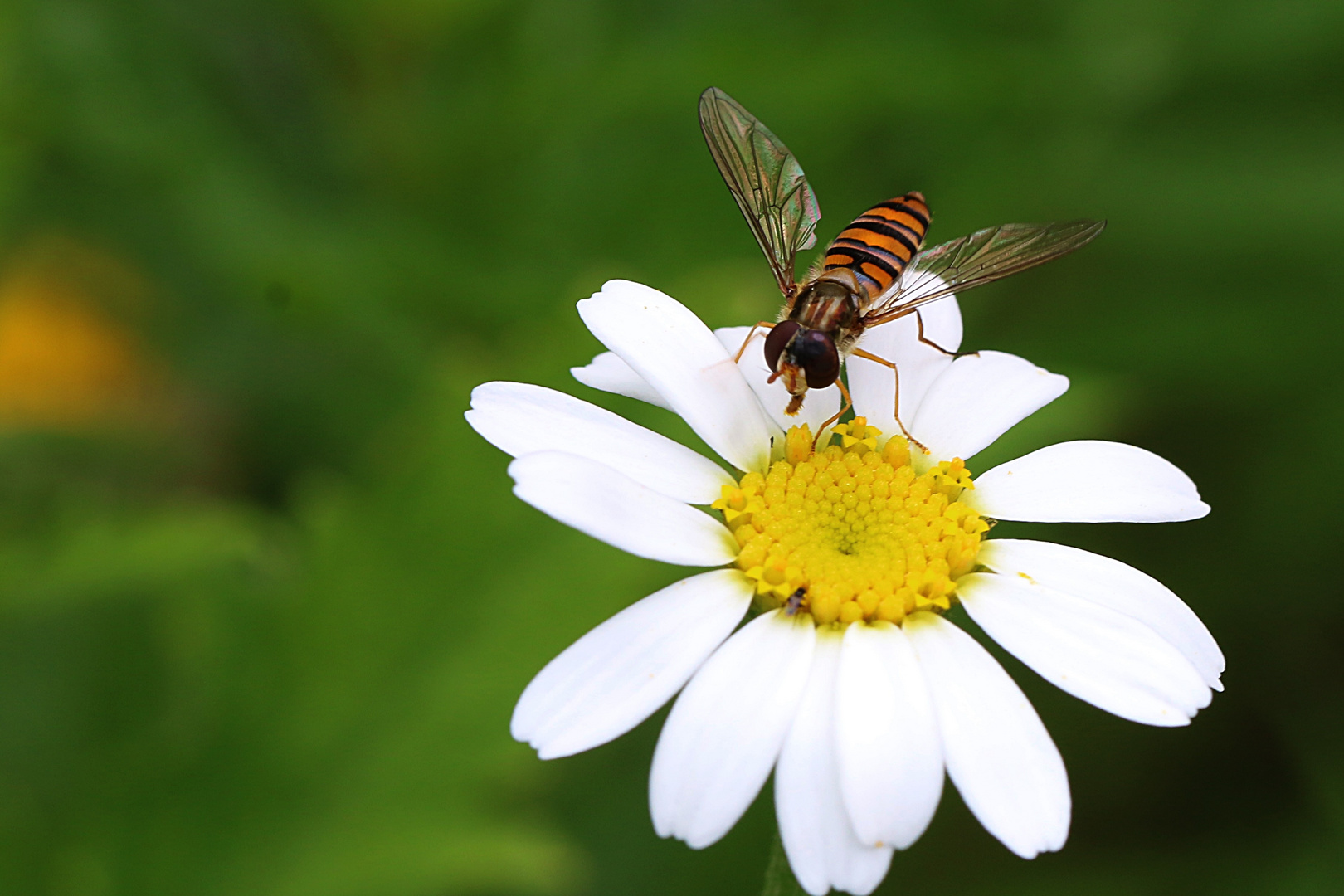 Schwebi auf der Margerite