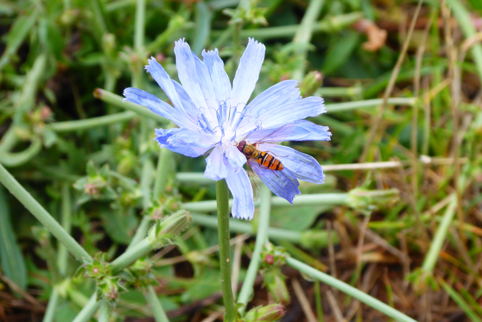 Schwebi auf der Wegwarte