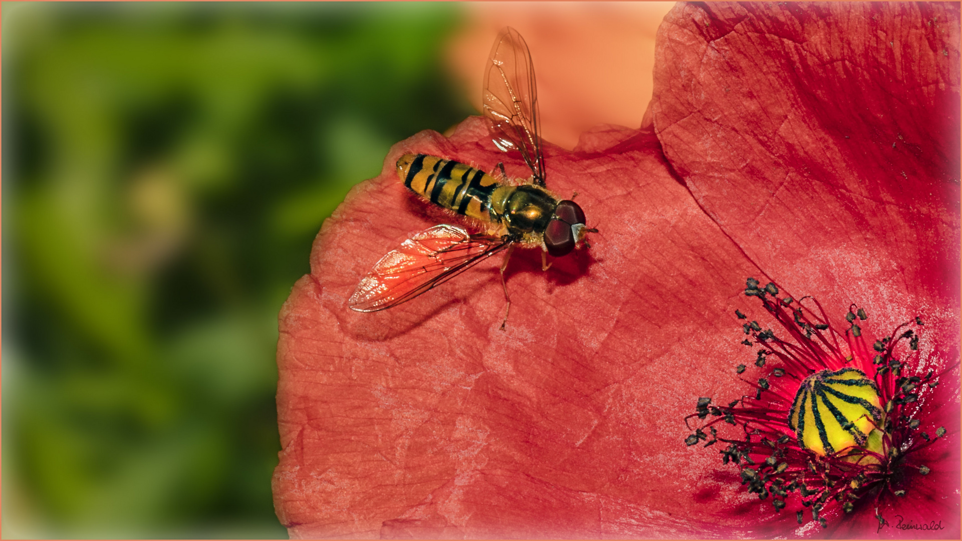 Schwebi auf Mohn