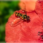 Schwebi auf Mohn