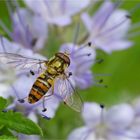 Schwebi auf Phacelia