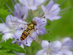 Schwebi auf Phacelia