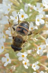 Schwebi auf Schmetterlingsflieder