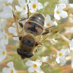 Schwebi auf Schmetterlingsflieder