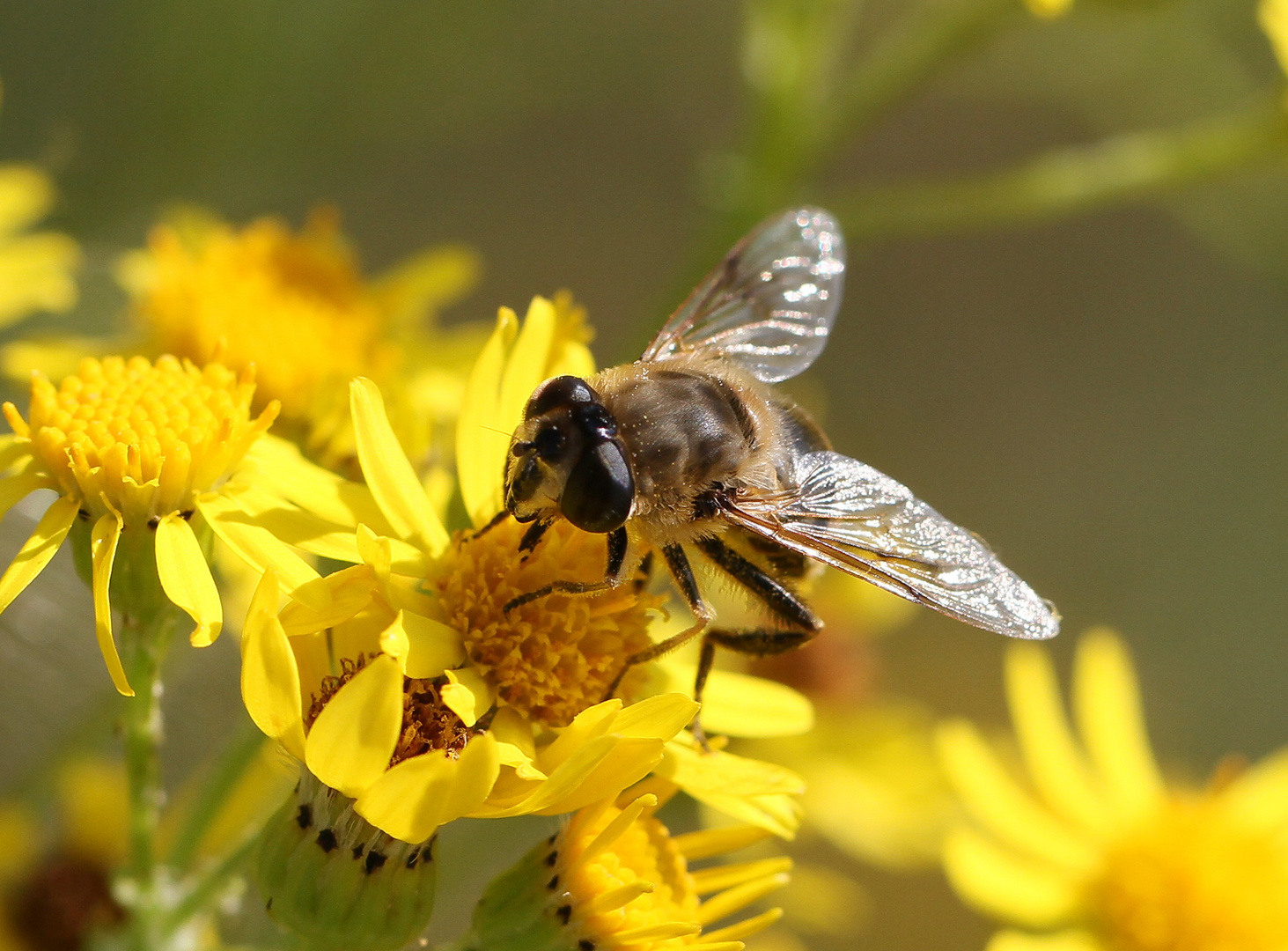 Schwebi auf Sommerblümchen