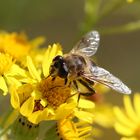 Schwebi auf Sommerblümchen