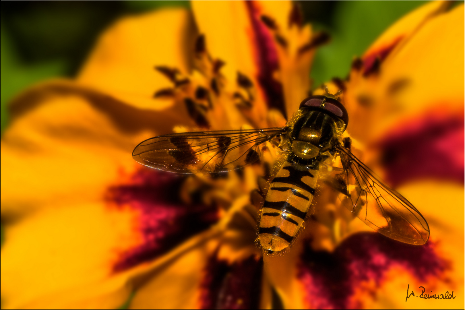 * Schwebi auf Tagetes *