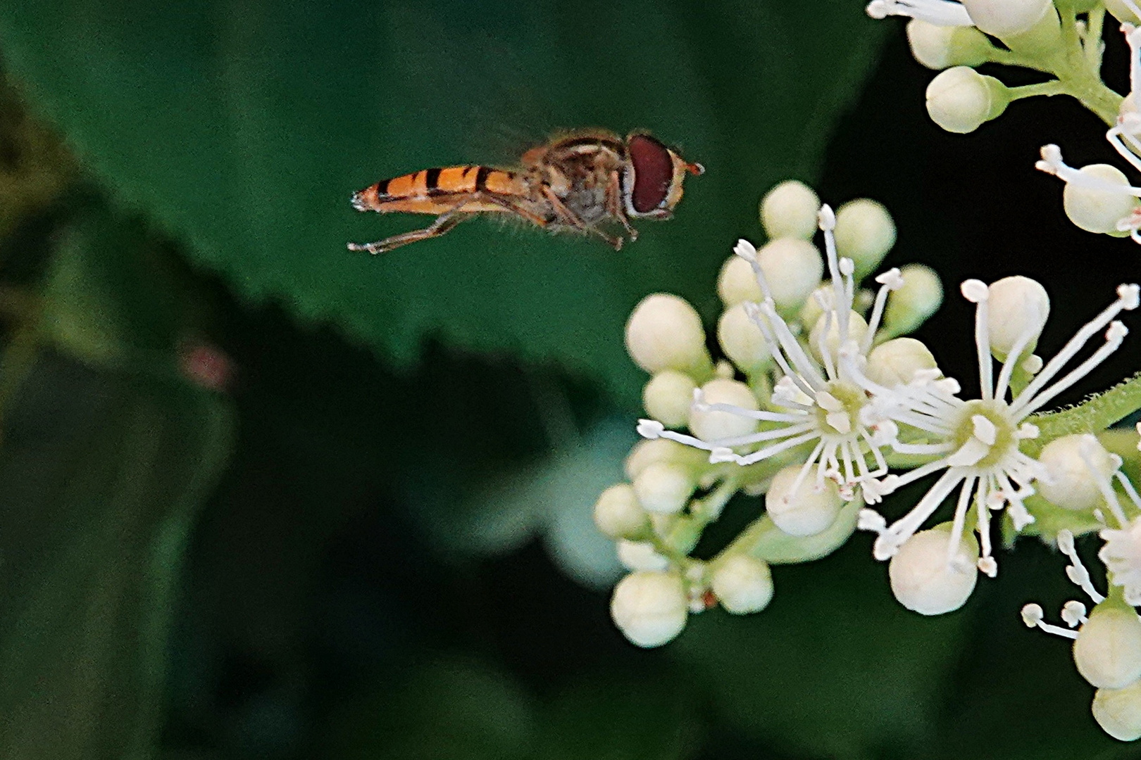 Schwebi im Anflug