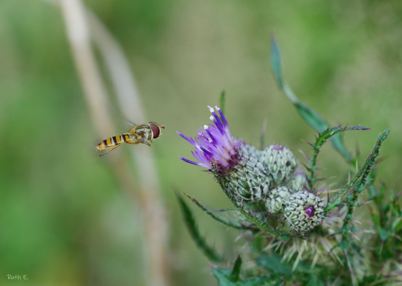 Schwebi im Anflug