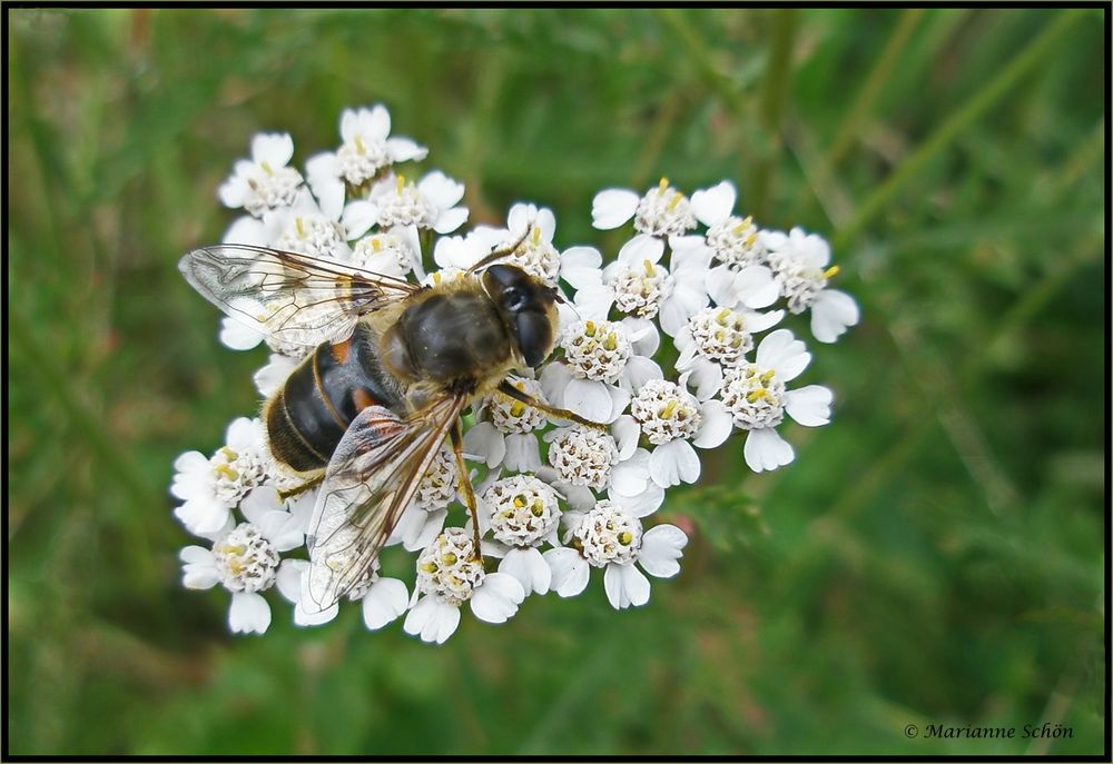 Schwebi im Blumenbett...