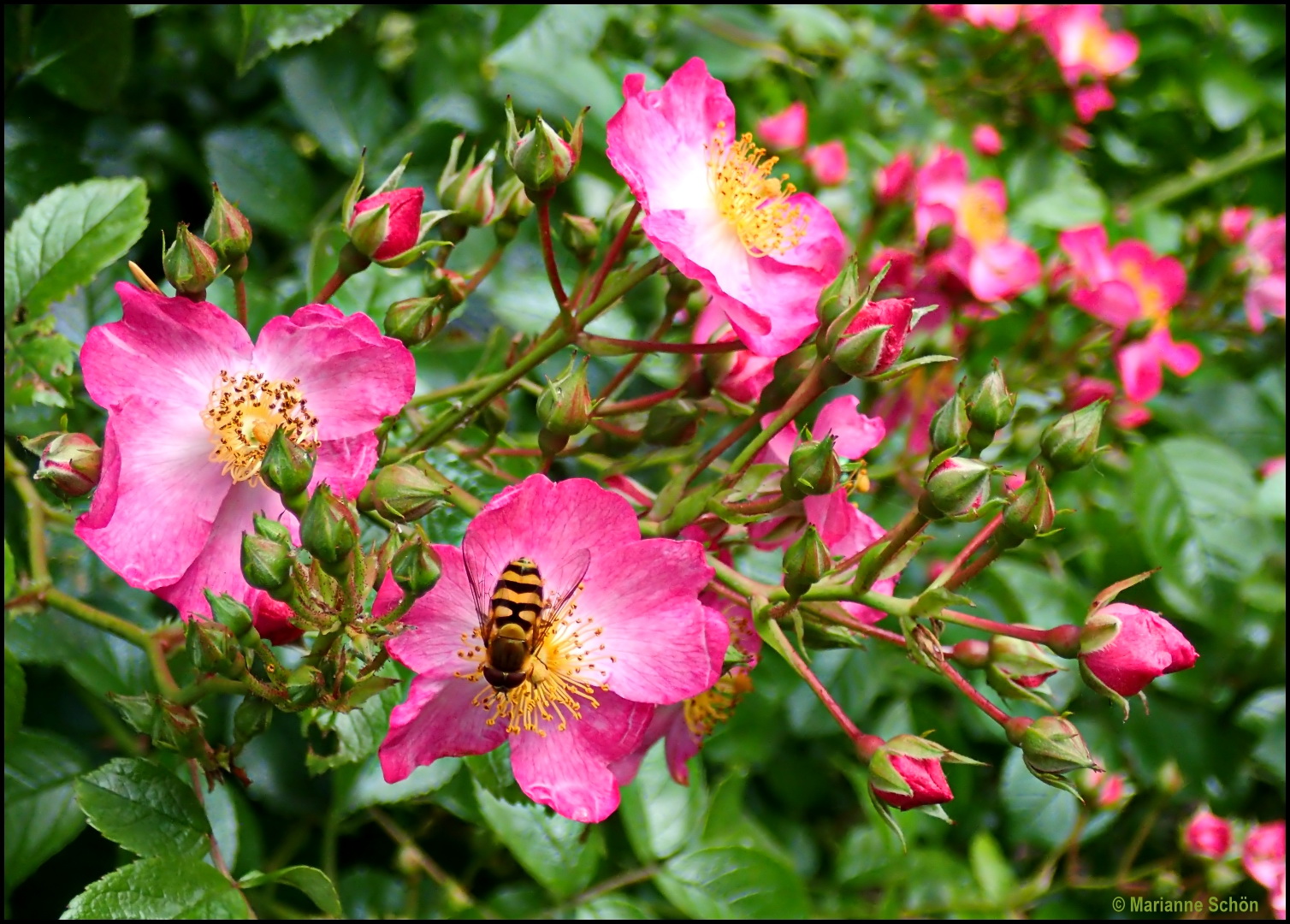 Schwebi im Rosenbusch...