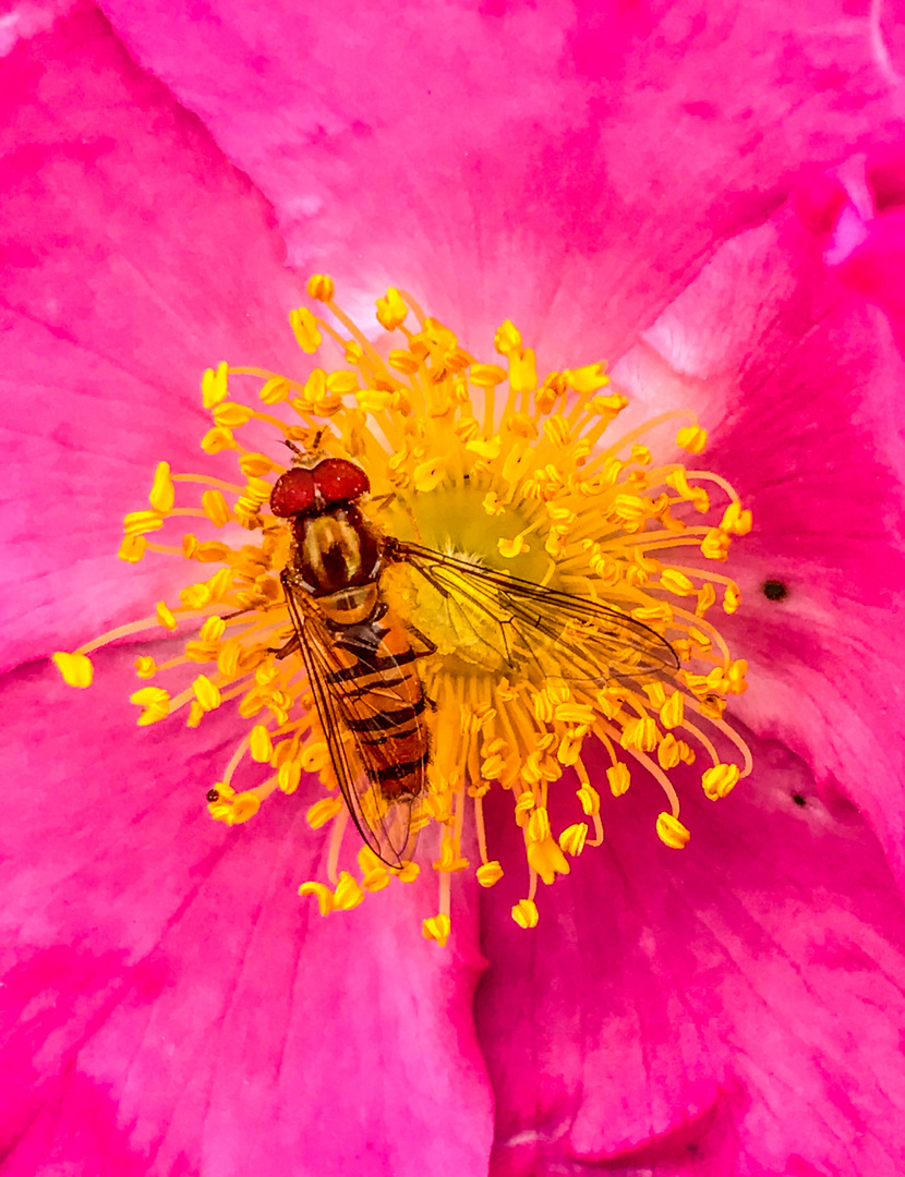 Schwebi in der Blüte