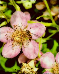 Schwebi in der Brombeerrose