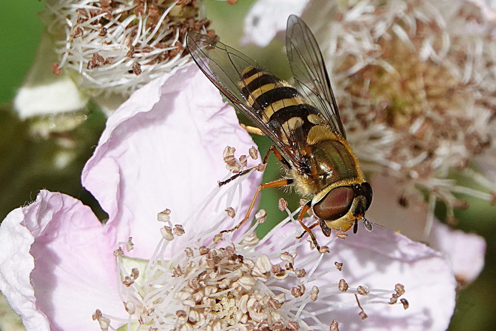 Schwebi schwebt auf der Blüte