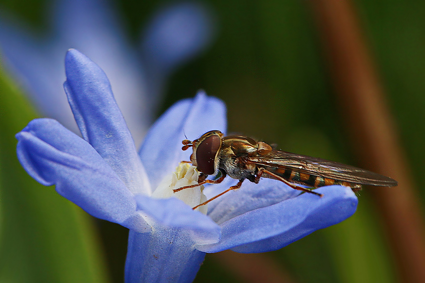 Schwebi steht auf Blausterne