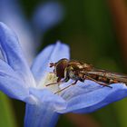 Schwebi steht auf Blausterne