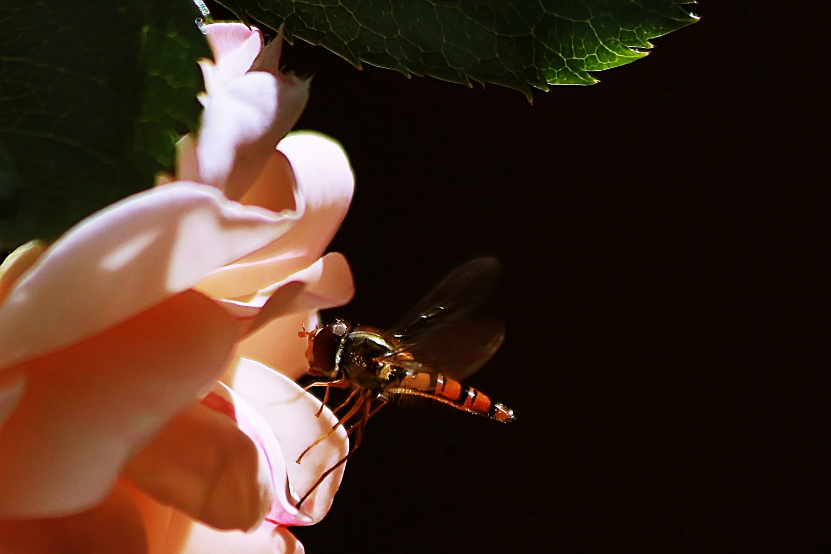  Schwebi sucht Blüte