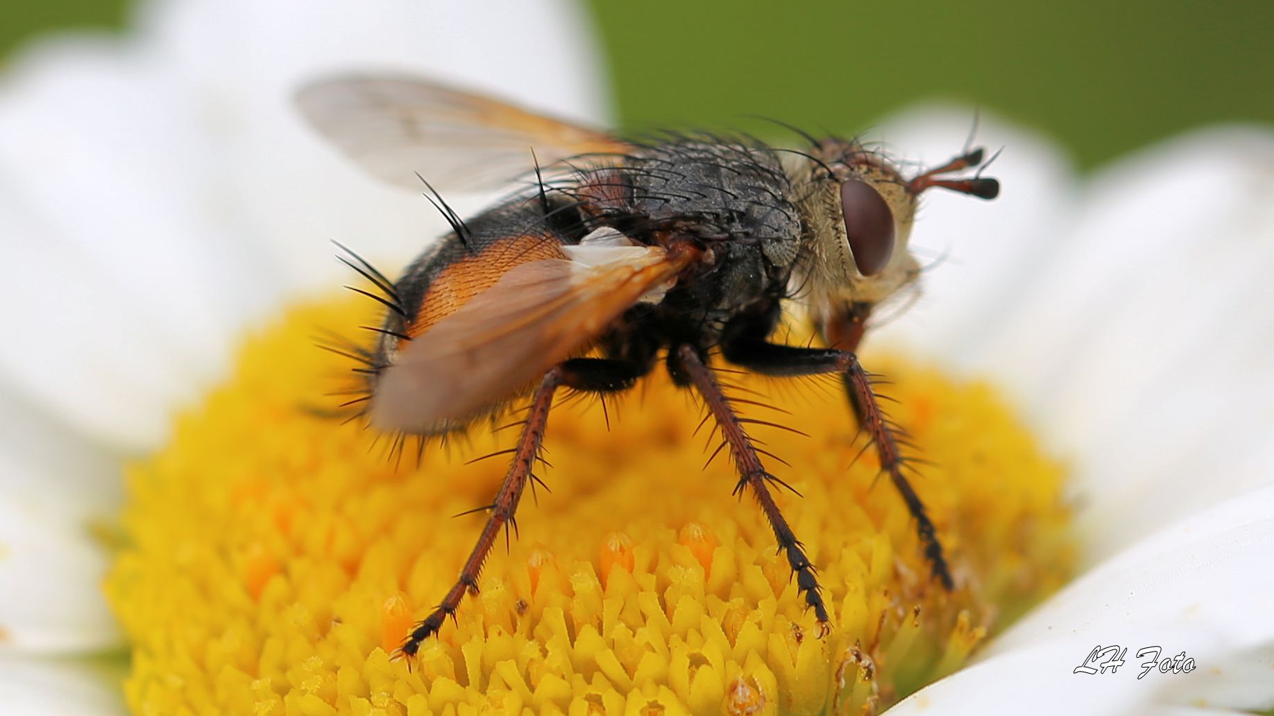 Schweb(igel)fliege?