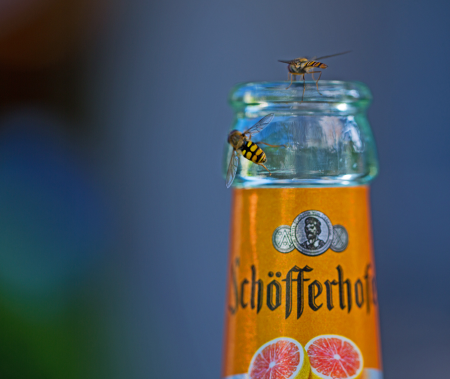 Schwebis mögen Schöfferhofer