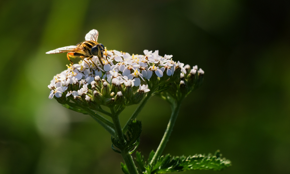 Schwebse am Morgen