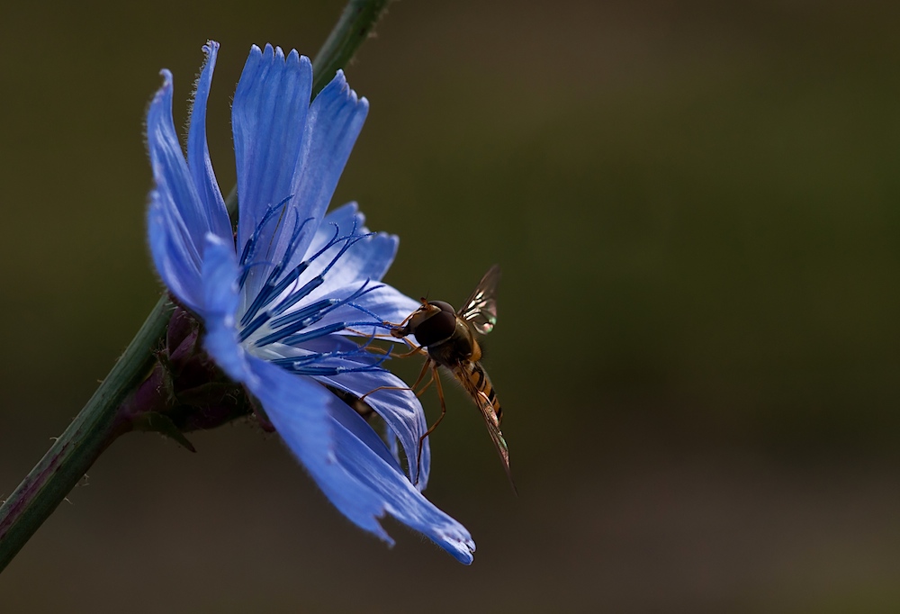 Schwebse an Blau