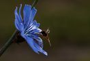 Schwebse an Blau von Claudia Pelzer 